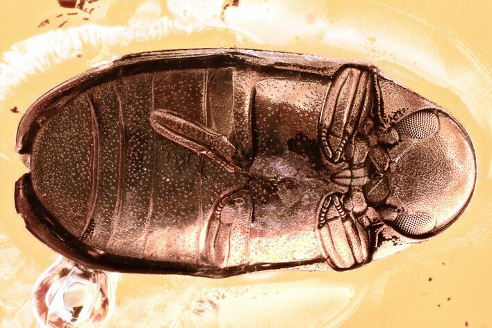Detailed Fossil Death-Watch Beetle (Petalium?) in Baltic Amber #321749